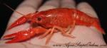 Neon Red Lobster 3" (Procambarus Clarkii sp.)